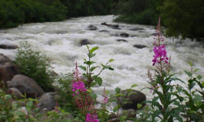 Can Gaultheria procumbens in Alaska Be Eaten