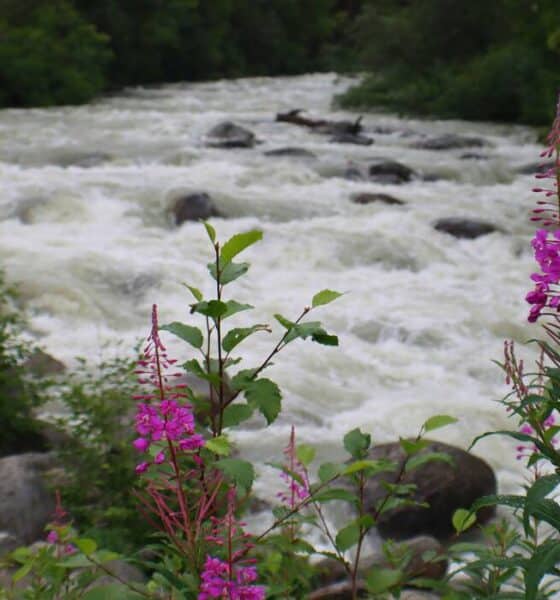 Can Gaultheria procumbens in Alaska Be Eaten