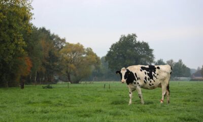 Byrne Dairy near me