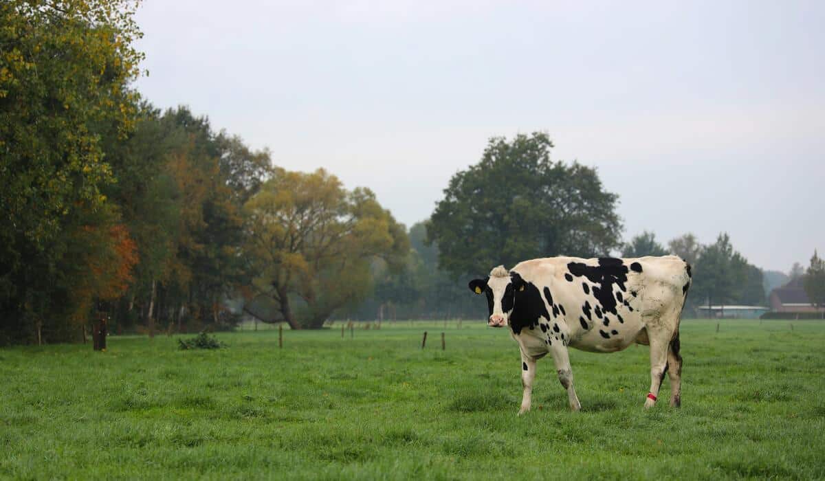 Byrne Dairy near me