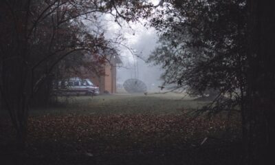 are sweet gum trees prone to falling in texas