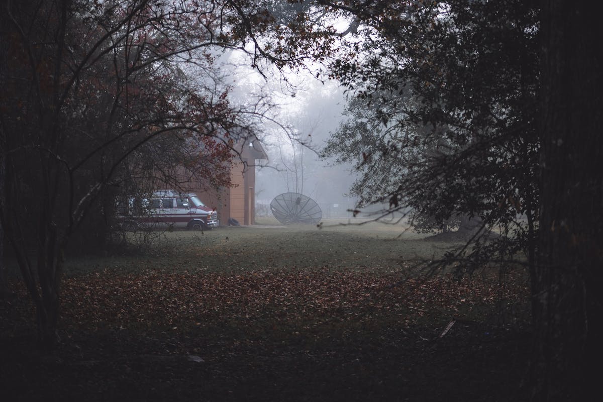 are sweet gum trees prone to falling in texas