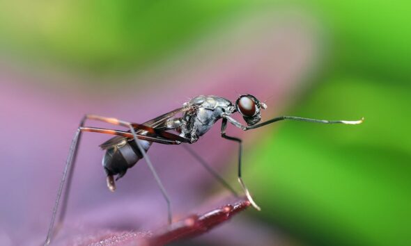 What Species of Mosquito Are at Bear Lake