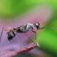 What Species of Mosquito Are at Bear Lake