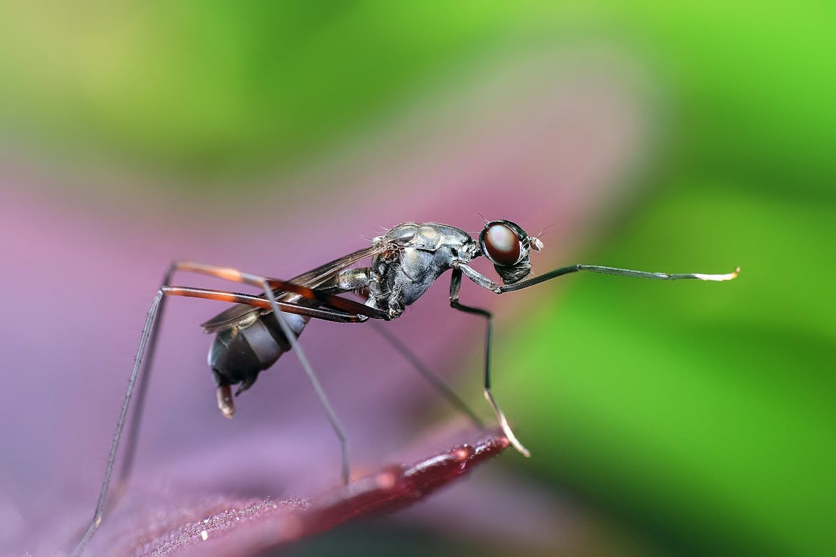 What Species of Mosquito Are at Bear Lake