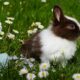 can rabbits eat burdock burea-uinsurance