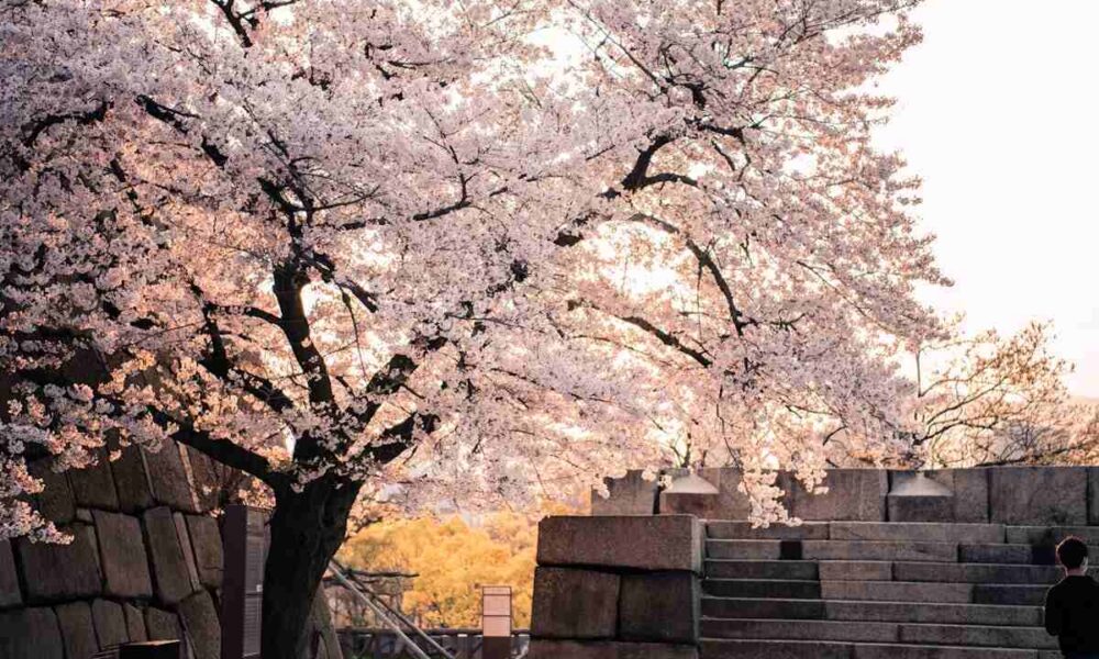 flowering peach tequila sunrise tree