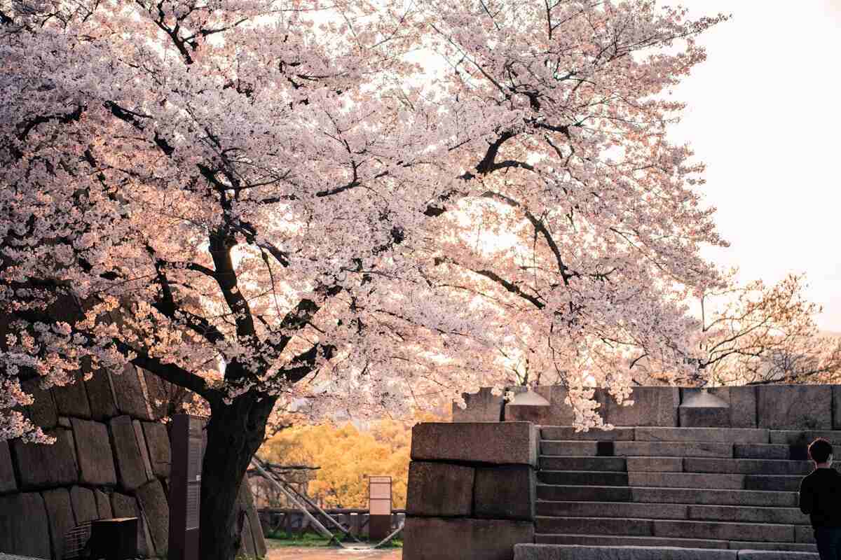 flowering peach tequila sunrise tree