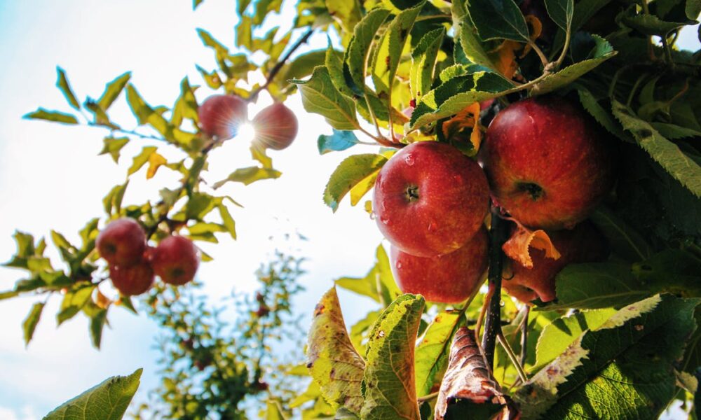 best time to Plant Sargen Crabapple in Oklahoma