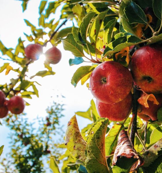 best time to Plant Sargen Crabapple in Oklahoma