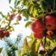 best time to Plant Sargen Crabapple in Oklahoma