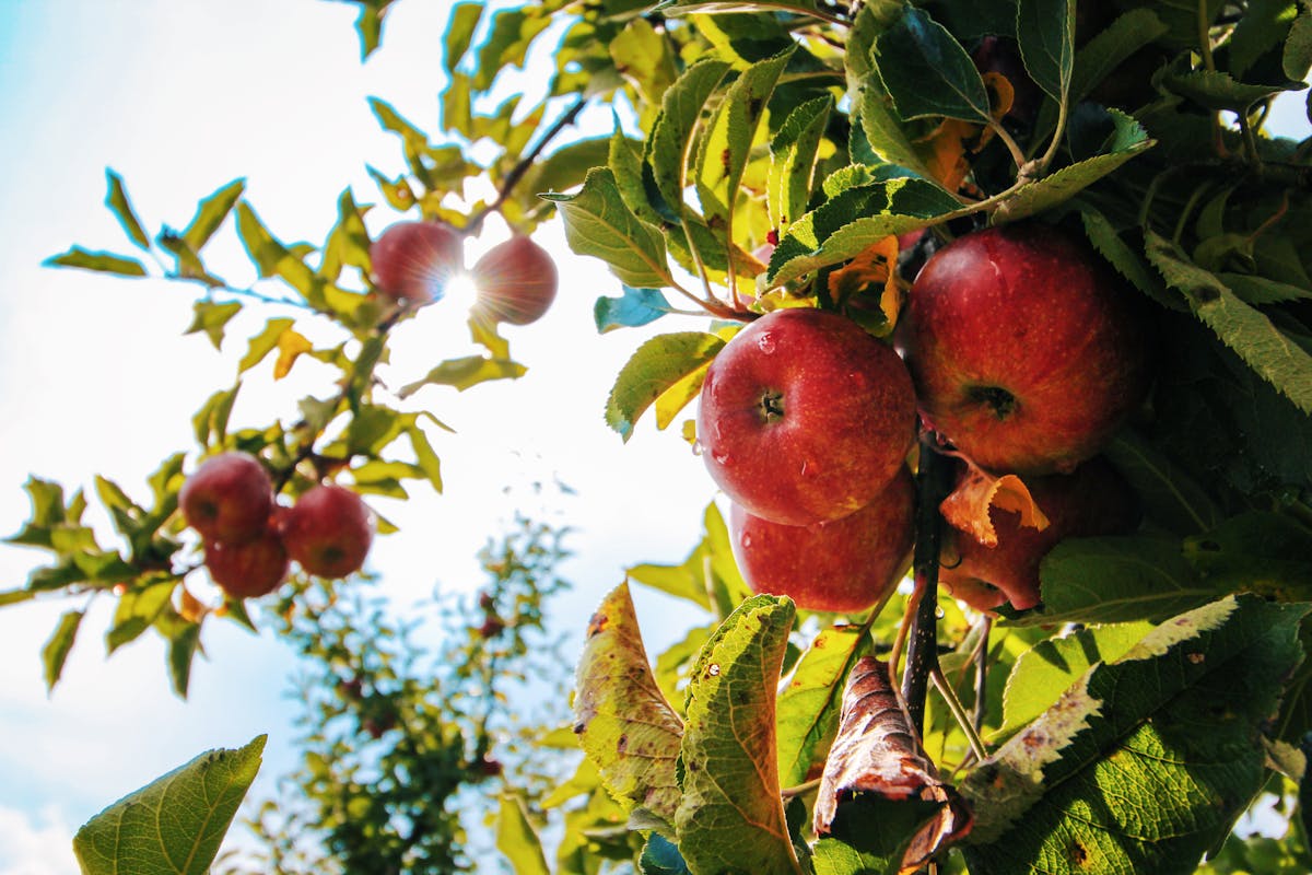 best time to Plant Sargen Crabapple in Oklahoma