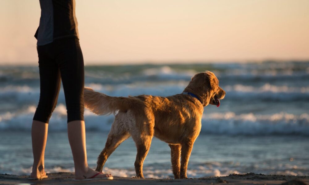 are dogs allowed at fuller street beach edgartown ma