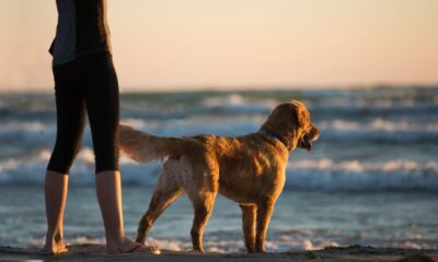 are dogs allowed at fuller street beach edgartown ma