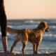 are dogs allowed at fuller street beach edgartown ma