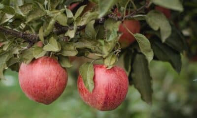 Apple Ber plant