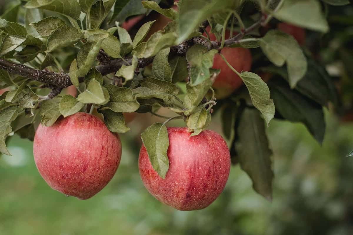 Apple Ber plant